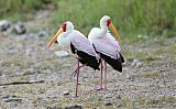 Yellow-billed Stork